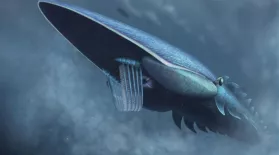 How Plankton Created A Bizarre Giant of the Seas: asset-mezzanine-16x9