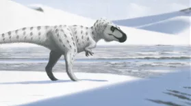 When Dinosaurs Chilled in the Arctic: asset-mezzanine-16x9