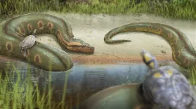 How a Hot Planet Created the World's Biggest Snake: asset-mezzanine-16x9