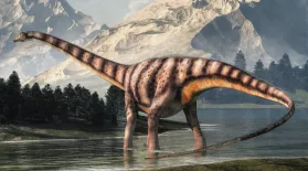 A Short Tale About Diplodocus' Long Neck: asset-mezzanine-16x9
