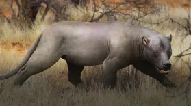 When Giant Hypercarnivores Prowled Africa: asset-mezzanine-16x9