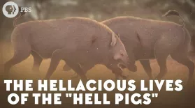 The Hellacious Lives of the "Hell Pigs": asset-mezzanine-16x9