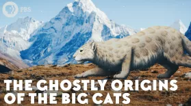 The Ghostly Origins of the Big Cats: asset-mezzanine-16x9