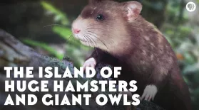 The Island of Huge Hamsters and Giant Owls: asset-mezzanine-16x9