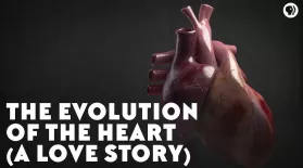The Evolution of the Heart (A Love Story): asset-mezzanine-16x9