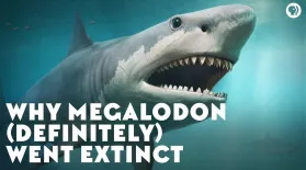 Why Megalodon (Definitely) Went Extinct: asset-mezzanine-16x9