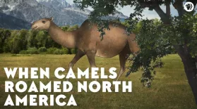 When Camels Roamed North America: asset-mezzanine-16x9