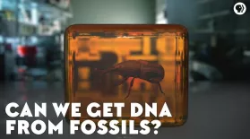 Can We Get DNA From Fossils?: asset-mezzanine-16x9