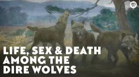 Life, Sex & Death Among the Dire Wolves: asset-mezzanine-16x9