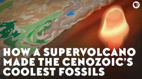How a Supervolcano Made the Cenozoic’s Coolest Fossils: asset-mezzanine-16x9