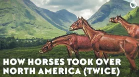 How Horses Took Over North America (Twice): asset-mezzanine-16x9