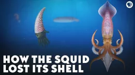 How the Squid Lost Its Shell: asset-mezzanine-16x9