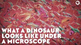 What a Dinosaur Looks Like Under a Microscope: asset-mezzanine-16x9