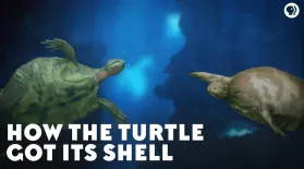 How the Turtle Got Its Shell: asset-mezzanine-16x9