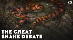 The Great Snake Debate: asset-mezzanine-16x9