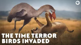 The Time Terror Birds Invaded: asset-mezzanine-16x9
