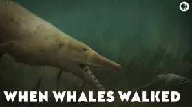 When Whales Walked: asset-mezzanine-16x9