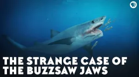 The Strange Case of the Buzzsaw Jaws: asset-mezzanine-16x9