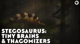 Stegosaurs: Tiny Brains & Thagomizers: asset-mezzanine-16x9