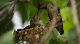 Anna’s Hummingbird Filmed Nesting for First Time in Big Bend: asset-mezzanine-16x9