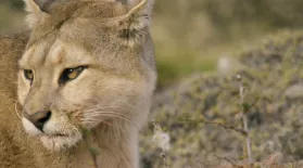 Female Puma Snubs Male: asset-mezzanine-16x9