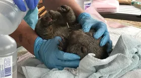 Watch as an Orphaned Wombat Receives Care: asset-mezzanine-16x9