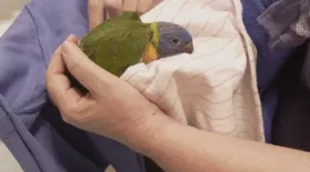 Young Lorikeet Recovers from the Wildfires: asset-mezzanine-16x9