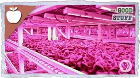 Are Vertical Farms The Future Of Agriculture?: asset-mezzanine-16x9