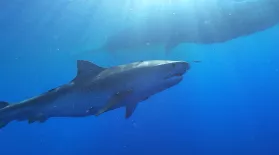 Preview of Sharks of Hawaii: asset-mezzanine-16x9