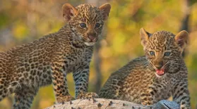 Mother Leopard Protects Cubs from Male Intruder: asset-mezzanine-16x9