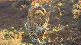 Leopard Hunts Baboon in Broad Daylight: asset-mezzanine-16x9