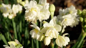 Daffodils: asset-mezzanine-16x9