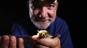 How Glowing Poop Helps Bat Conservation: asset-mezzanine-16x9