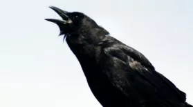 A Murder of Crows: asset-mezzanine-16x9