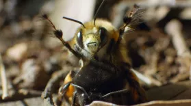 Bee Mating Ritual Caught on Camera: asset-mezzanine-16x9