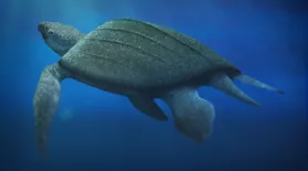 The Return of Giant Skin-Shell Sea Turtles: asset-mezzanine-16x9