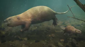 What Happened to the World's Biggest Beaver?: asset-mezzanine-16x9