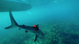 Shark Cams Capture Rare Footage: asset-mezzanine-16x9