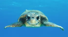 Sea Turtle Films Surprising Discoveries: asset-mezzanine-16x9