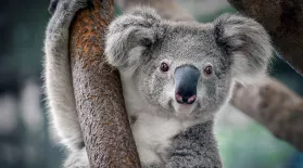 The Secret Nightlife of Koalas: asset-mezzanine-16x9