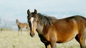 Preview of American Horses: asset-mezzanine-16x9