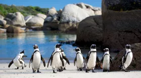 African Penguins Commute Home in Rush Hour: asset-mezzanine-16x9