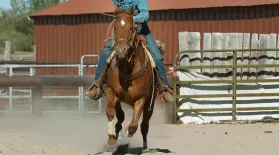 Why The Quarter Horse is Built For Speed: asset-mezzanine-16x9