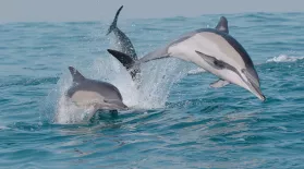 How Dolphins Lead the Feast: asset-mezzanine-16x9
