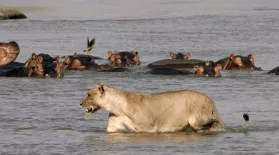 Mother Hippo Protects Calf from Lions and Crocodiles: asset-mezzanine-16x9