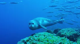 Monk Seals on the Brink of Extinction: asset-mezzanine-16x9