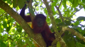 Meeting Suriname's Jungle Inhabitants | Digital Extra: asset-mezzanine-16x9