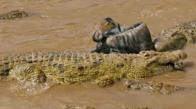 Wildebeest Cross Crocodile-Infested Water: asset-mezzanine-16x9