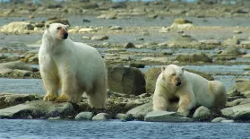 Polar Bears Hunt Beluga Whales: asset-mezzanine-16x9