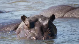 Hippos: Africa's River Giants: asset-mezzanine-16x9